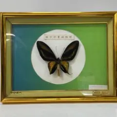 外国産蝶標本 蝶標本 蛾標本 昆虫標本 ゴクラクトリバネアゲハ オス