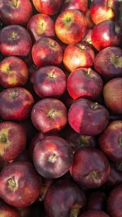 【maple様専用】　100サイズ箱入り(54〜56個)　家庭用　小ぶり