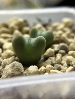 もうすぐ3頭！ ボドレイアエ チレコドン 多肉植物 塊根植物 実生