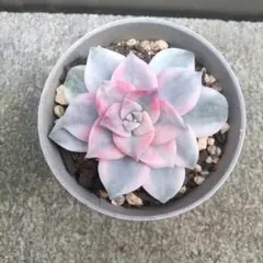 あーさん様 リクエスト 4点 まとめ商品