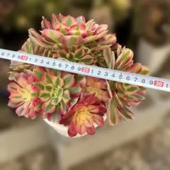 アエオニウム 七彩石法師錦（発根期） - メルカリ