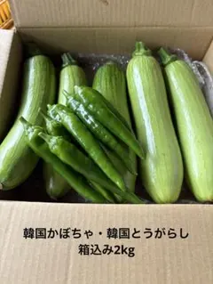 韓国カボチャ 애호박 カボッキー エホバク 農薬不使用 無農薬栽培