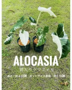 アロカシア 斑入りクワズイモ 激レア 3年生〜 - メルカリ