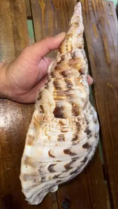 法螺貝②　貝殻　標本 2026年最新】法螺貝標本の人気アイテム - メルカリ