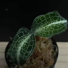 シストーチス バリエガータ ✾Cystorchis variegata✾ - メルカリ