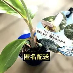 半額◇2m特大◇とろける甘さ。ブルー・アイスクリームバナナ◇耐寒