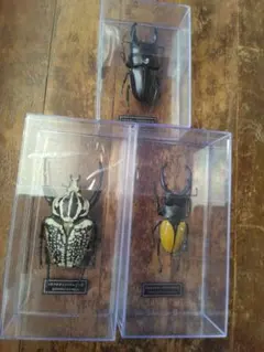 2026年最新】ハナムグリ標本の人気アイテム - メルカリ