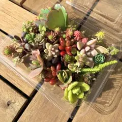 多肉植物　セダム　カット苗詰め合わせセット