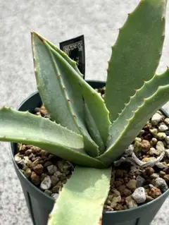 2025年最新】アガベアスペリーマの人気アイテム - メルカリ