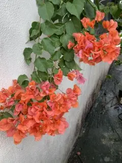 2026年最新】ブーゲンビリアの人気アイテム - メルカリ