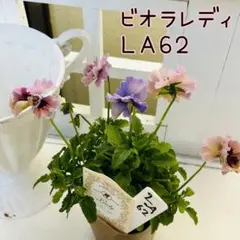 LA62♥ビオラレディ♥希少♥人気品種♥花苗ポットごと発送