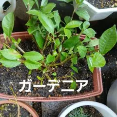 埼玉県天然採れたてクレソン 500g約＋バラバラニンニクオマケ - メルカリ