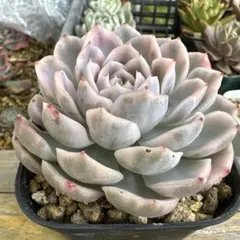 らぴ様 リクエスト 2点 まとめ商品