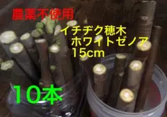 2026年最新】イチジク穂木の人気アイテム - メルカリ