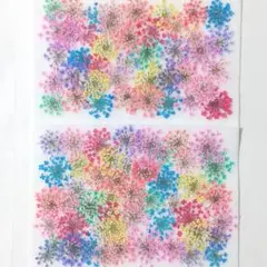 押し花 素材 訳あり レースフラワー No.21