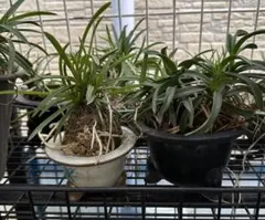 黒*代様 富貴蘭　若武者株立ち 黒*代様 富貴蘭 若武者株立ち