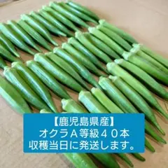 鹿児島県産オクラ Ａ等級 ４０本のサムネイル