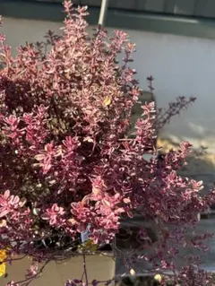 ♡シルバータイム♡挿し木用　カット苗　25カット➕5カット枯れ補償　計30カット