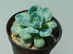 新入荷 新品種 フリル・スカート 発色良株 エケベリア 多肉植物 I苗