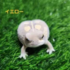 蛇の抜け殻入り】⭐️白蛇のオルゴナイト⭐️ - メルカリ