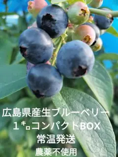 １キロ広島県産生ブルーベリー　小分け でお届けします（250g×4P）のサムネイル