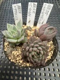 2026年最新】多肉葉挿しセットの人気アイテム - メルカリ