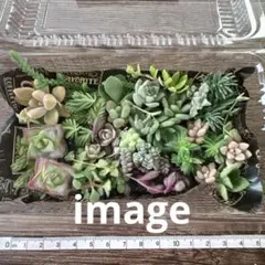 多肉＆セダム寄せ植えセット（17×8.5㎝）詰め合わせ