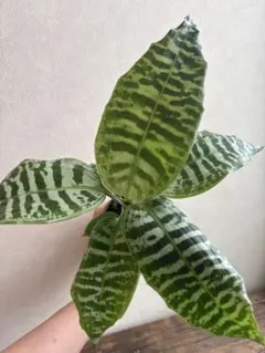 大型 ドラセナ ドラコ Dracaena draco - メルカリ