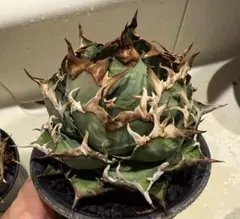 2026年最新】アリゾナアンビションの人気アイテム - メルカリ