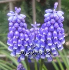 たまひろ様 リクエスト 3点 まとめ商品