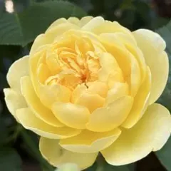 dolce様 リクエスト 2点 まとめ商品