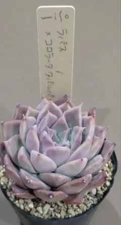 2026年最新】コロラータタパルパの人気アイテム - メルカリ