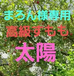 まろん様専用 美味しい 朝採り 高級すもも 太陽