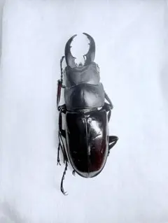 2026年最新】ノコギリクワガタ標本の人気アイテム - メルカリ