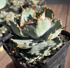 2026年最新】イシスメンシス 姫蠍蟹の人気アイテム - メルカリ