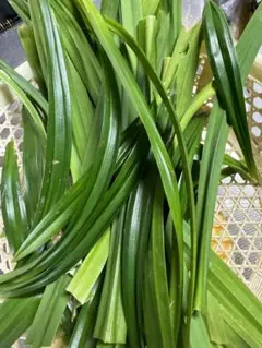 2025年最新】ベトナムパンダンリーフの人気アイテム - メルカリ