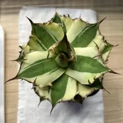 アガベ　チタノタ　スナグルトゥース