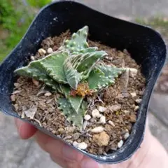 多肉植物 フォーカリア ダルマ波 抜き苗 Fのサムネイル