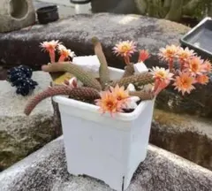 多肉植物 花サボテン 金紐シリーズ 赤いトンボ - メルカリ