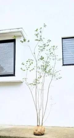 超美白。美斑紋 山採りアオダモ本株立ち4.3M(鉢底から) - メルカリ