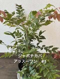 ジャボチカバ　アッスーワン　#1 中葉系　大実　実生4年生　熱帯果樹のサムネイル