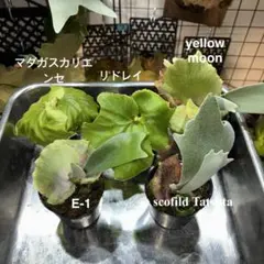 ビカクシダ 5株セットのサムネイル