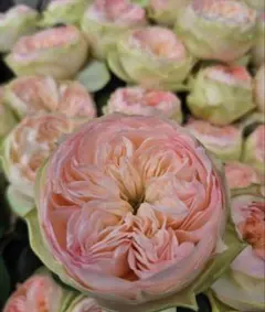 薔薇　バラ苗　接木苗　入手困難　Pinky Pie roseのサムネイル