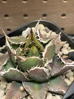 アガべチタノタ　豆豆龍　ブツブツ　親株　低重心(子株2付き) 希少ブツブツ系アガベ】金蟾(キンセン)子株 / チタノタ 星空麻花