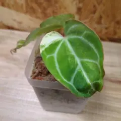 2025年最新】アンスリウムの人気アイテム - メルカリ