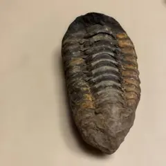 本物保証 三葉虫 化石 カリメネ モロッコ産 オルドビス紀 標本 約7㎝