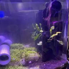 流木活着水草 完全水中葉 無農薬 無CO2 ミクロソリュウム アヌビアス 
