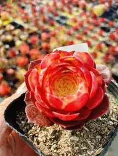 451 香妃錦 多肉植物 アエオニウム 斑入り 抜き苗 - メルカリ