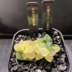 O*Z様 訳あり価格(未発根)ハオルチア　水中の月鮮明錦　広瀬オブツーサ鮮明錦