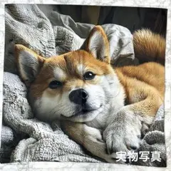 ♡新作♡柴犬　ブランケット　クッションカバー　45×45cm 両面プリントのサムネイル